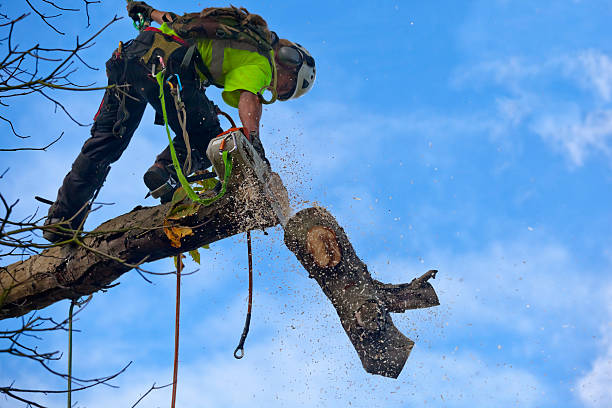 Best Stump Grinding and Removal  in Harleysville, PA