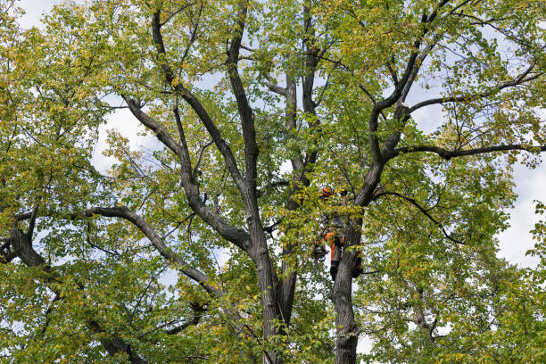 Best Hazardous Tree Removal  in Harleysville, PA